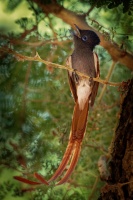 Lejskovec nadherny - Terpsiphone viridis - African Paradise-Flycatcher o7750